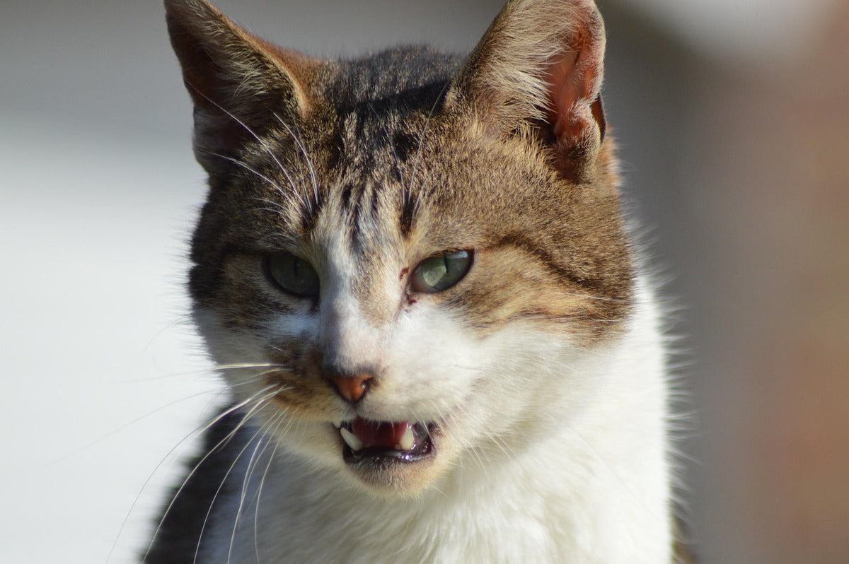 Katze – Beitragsbild zum Ratgeber über Zahnpflege bei Katzen