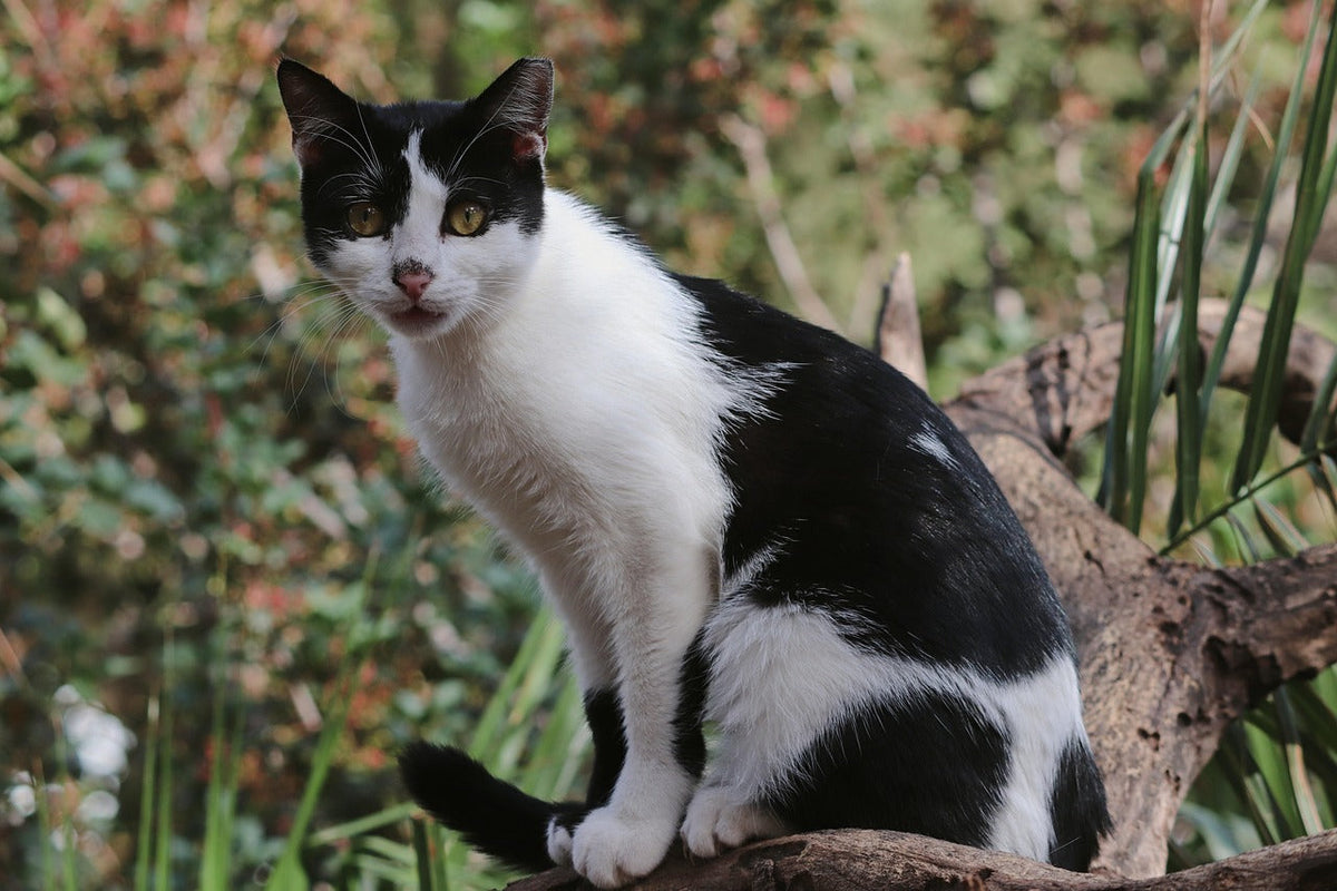 Katze – Beitragsbild zum Ratgeber über den Winterfellwechsel