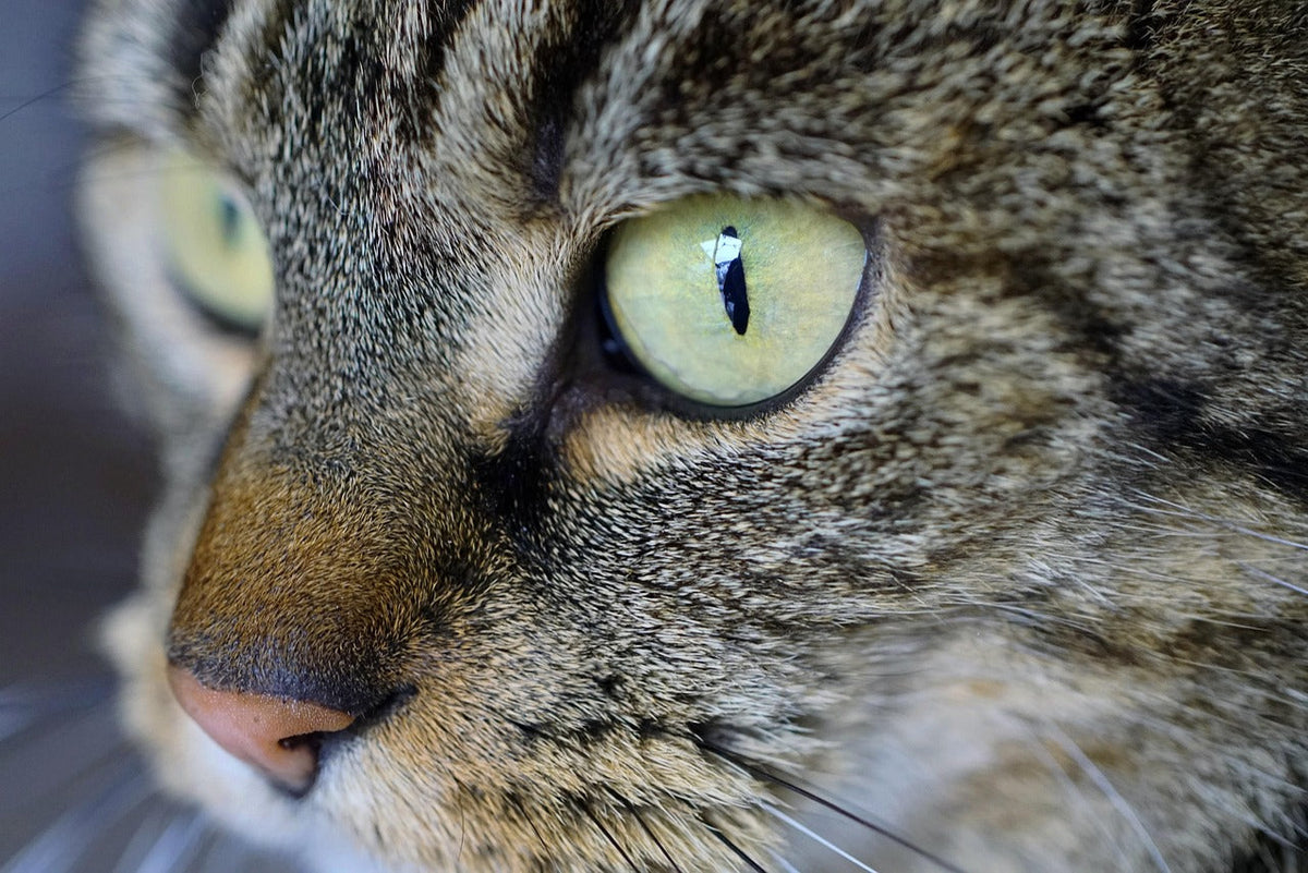 Katze – Beitragsbild zum Ratgeber über Stress bei Katzen