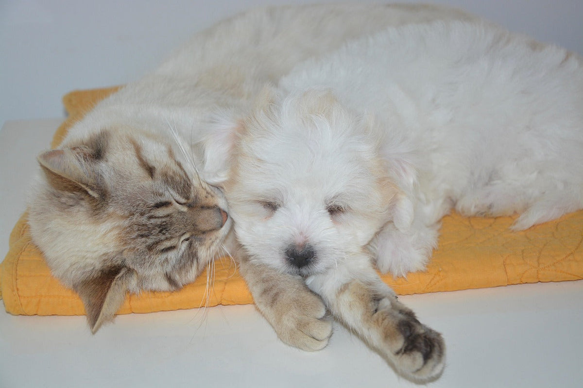 Hund – Beitragsbild zum Ratgeber über Katzen- und Hundebetten