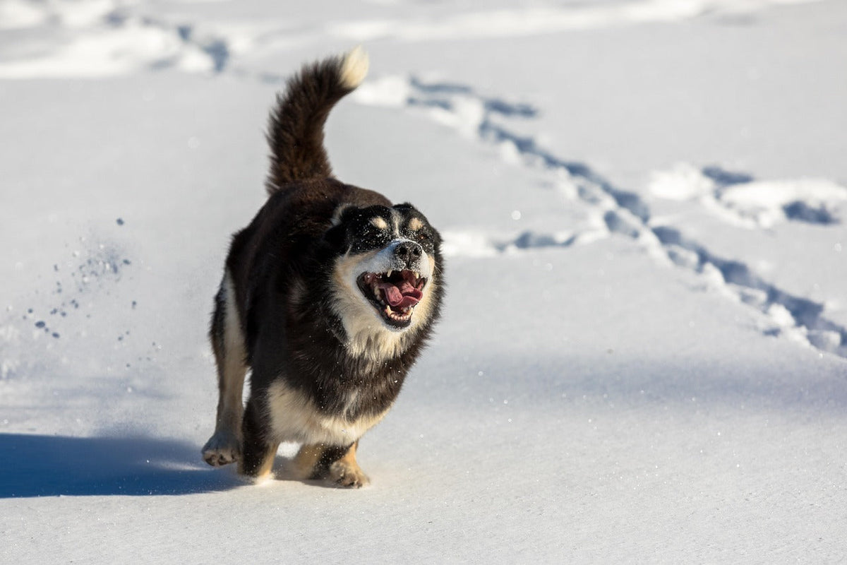 Hund im Schnee – Beitragsbild zum Ratgeber über Pfotenschutz im Winter