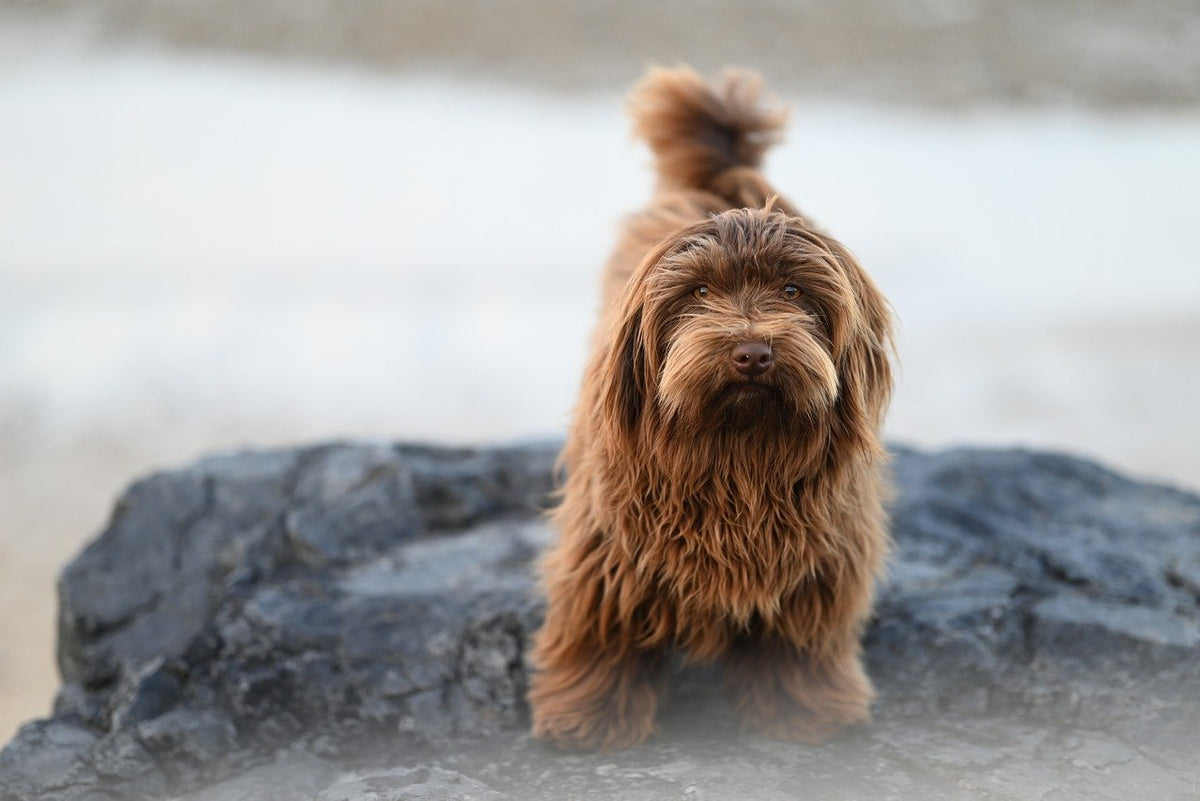 Havaneser – Beitragsbild zum Ratgeber über Fellpflege beim Hund