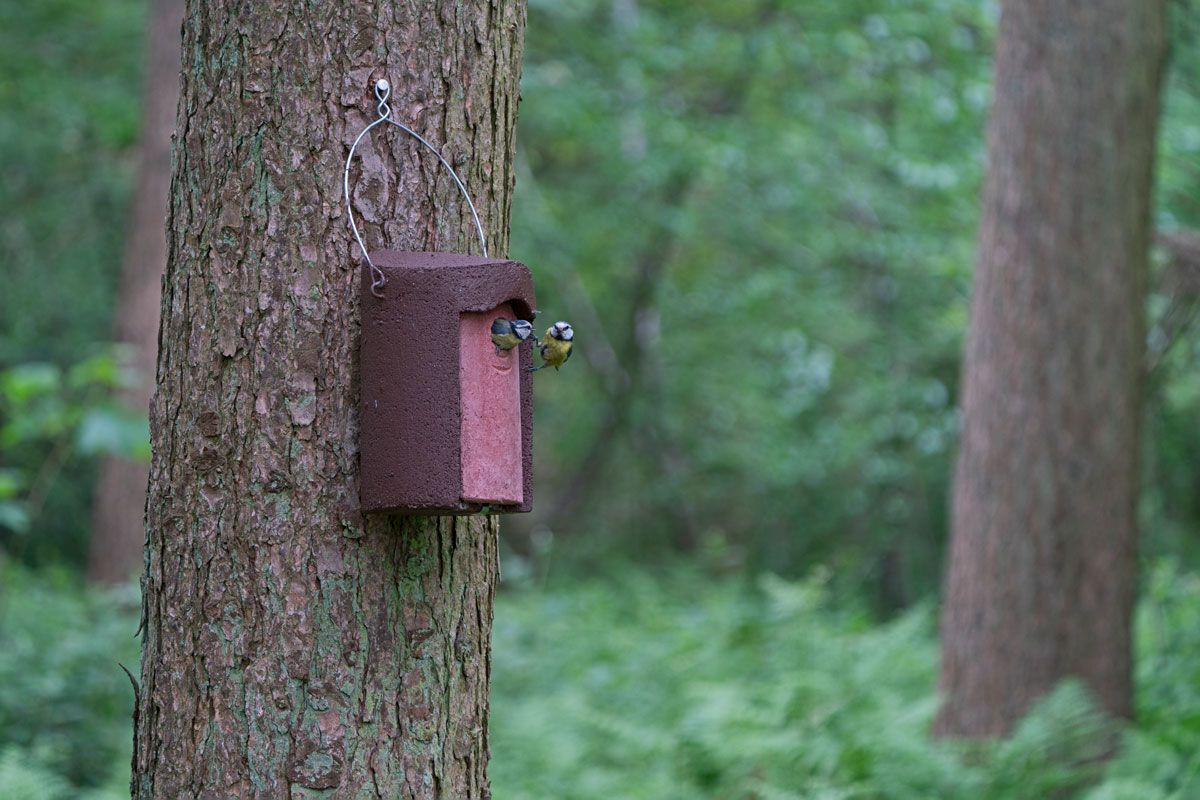 Schwegler Nisthöhle 1B