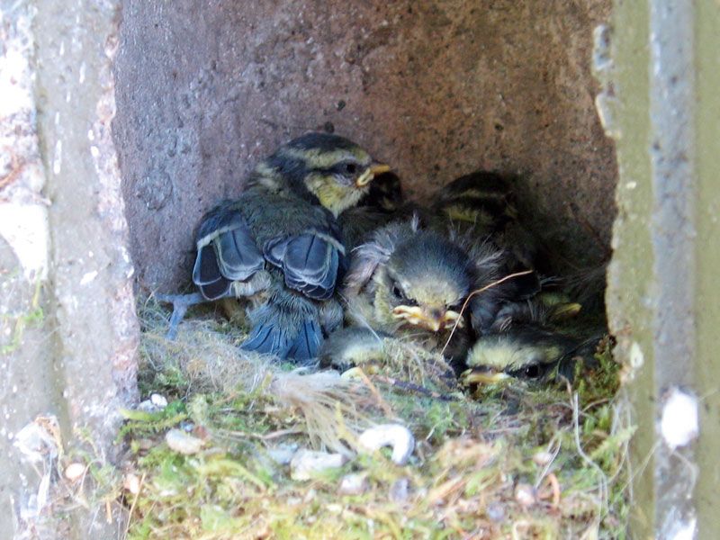 Schwegler Nisthöhle 2M mit Räuberschutz