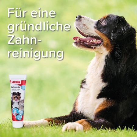 Beaphar Zahnpasta 100gr mit Lebergeschmack für Hunde und Katzen