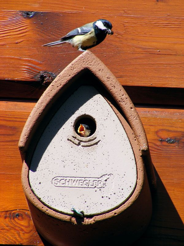 Schwegler Meisenresidenz 1MR