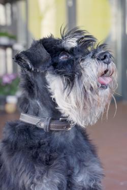 Canina RELAX-SHOT
