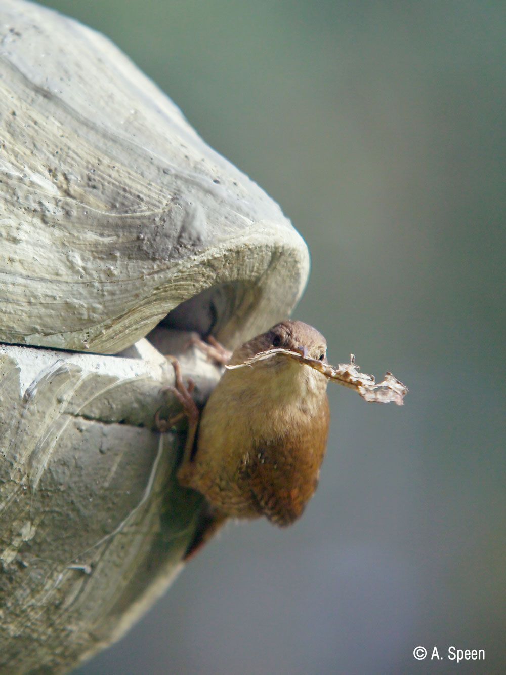 Schwegler Zaunkönigkugel 1ZA