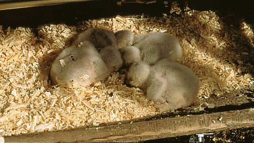 Schwegler Steinkauzröhre Typ Nr. 22 mit Marderschutz durch Geruchsstoff