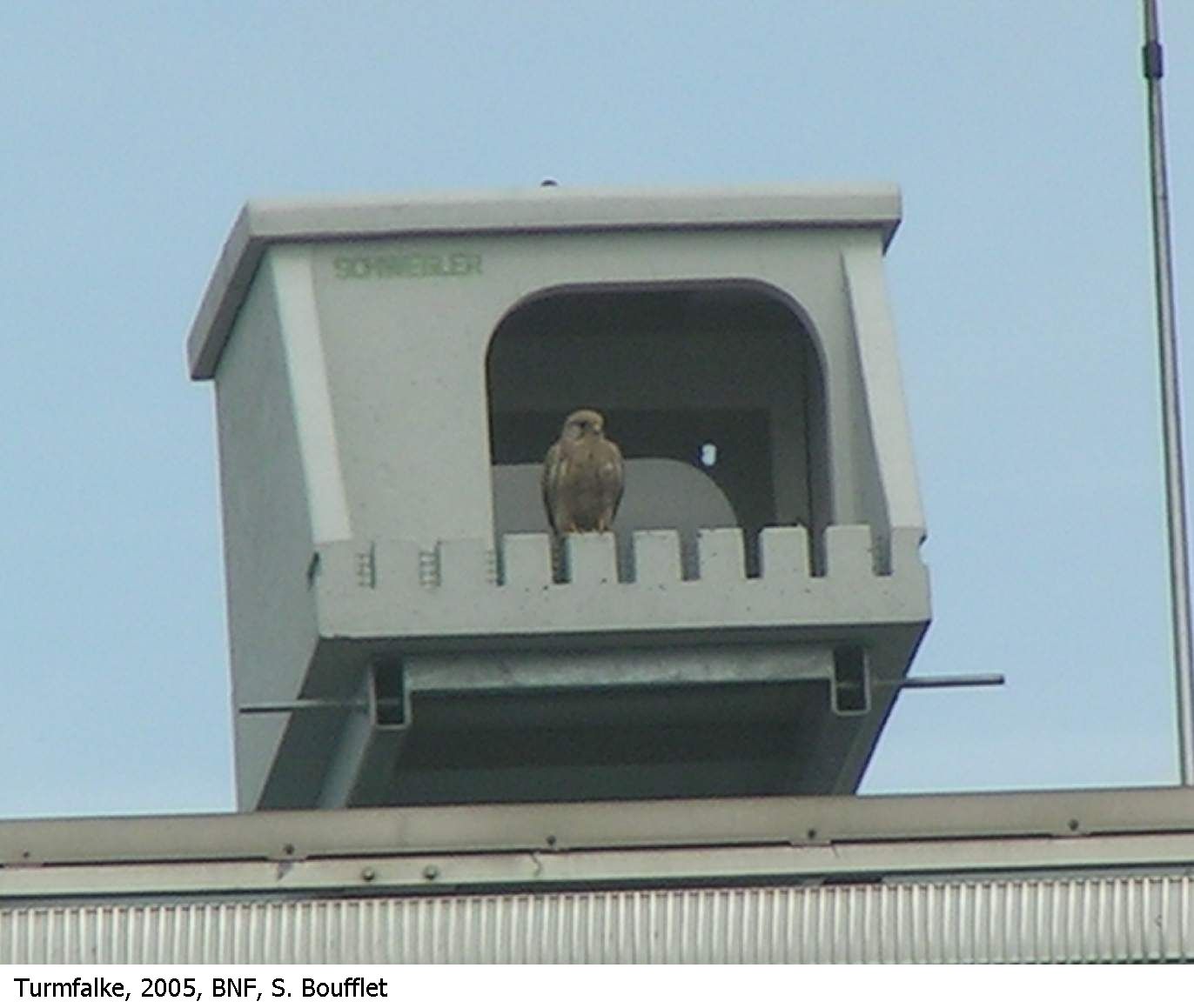 Schwegler Wanderfalkenkasten