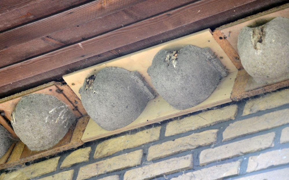 Schwegler Mehlschwalbennest Nr. 9B