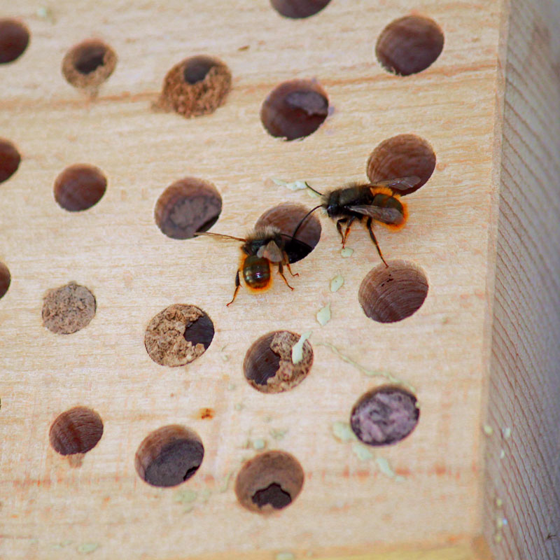 Wildbienen nutzen die Hohlräume des Insektennistholzes