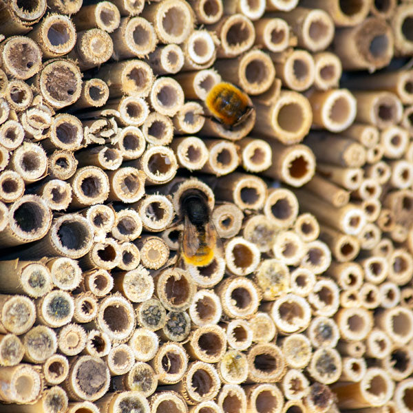 Schwegler Insektennistschilf – Frontansicht