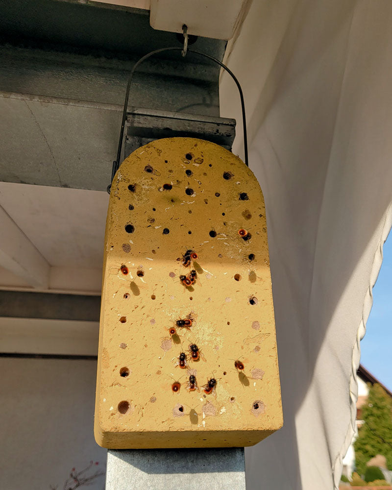 Insektennistblock an einer Veranda mit mehreren Wildbienen auf der Vorderseite