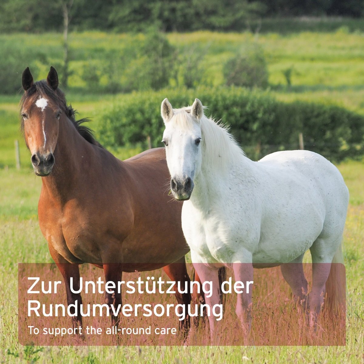 Aniforte 4in1 Complete Horse Immunsystem, Gelenke & Verdauung