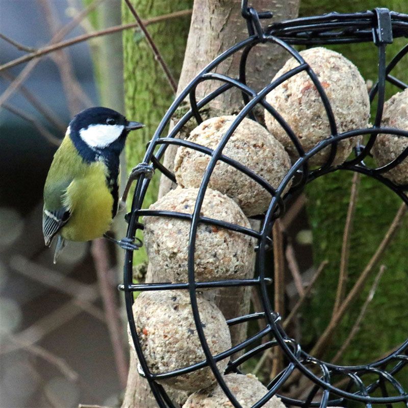 Schwegler Meisenknödel lose mit Insektenfett zur ganzjährigen Fütterung