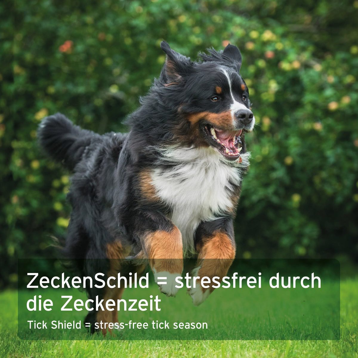 AniForte® ZeckenSchild Kapseln Unterstützt den Schutz vor Zecken mit Bierhefe & Vitamin B1, für Hunde