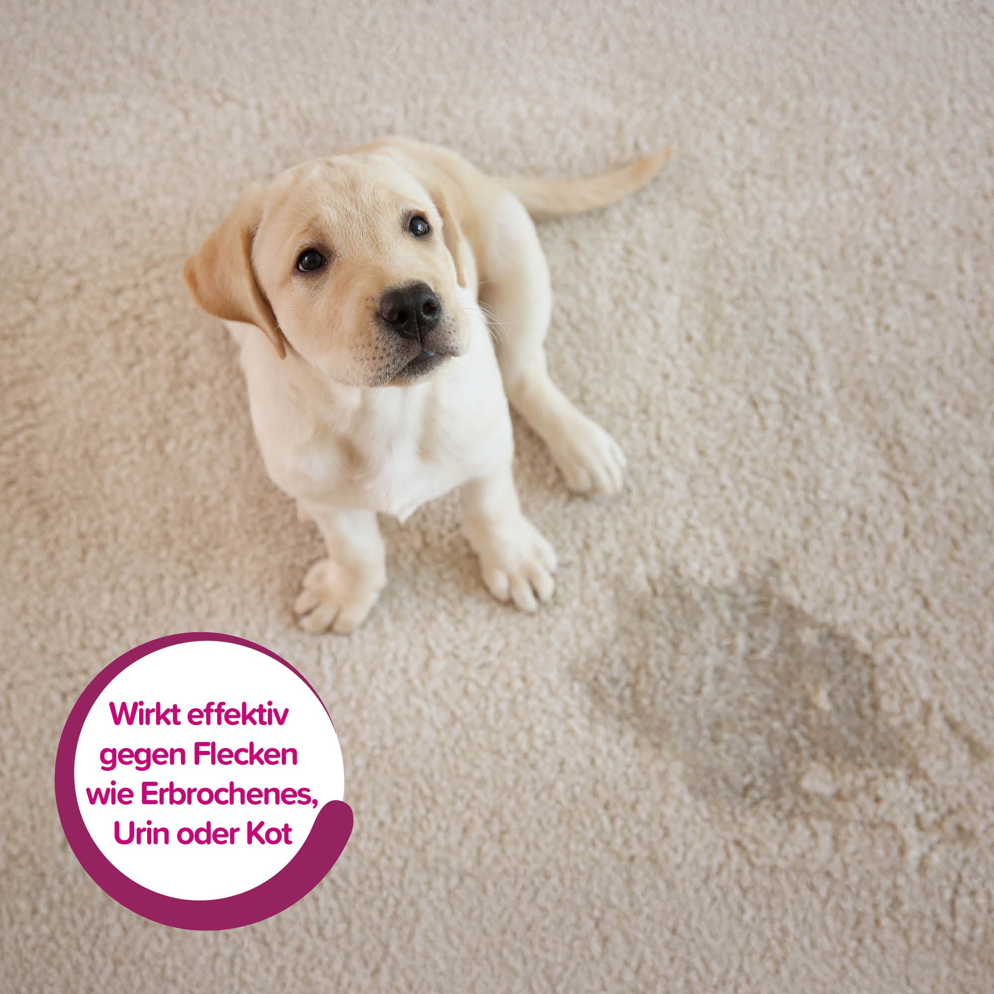 Beaphar Geruchs- & Flecken-Entferner – zuverlässige Reinigung