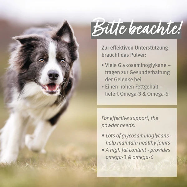 AniForte® Grünlippmuschelpulver, Gesunde Gelenk- und Knorpelfunktion für Hund & Katze