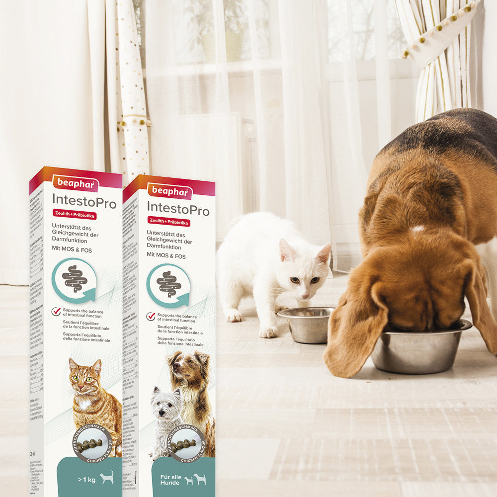 Beaphar IntestoPro Paste - Nachfolger von RETO - für Hunde, 2 x 20ml