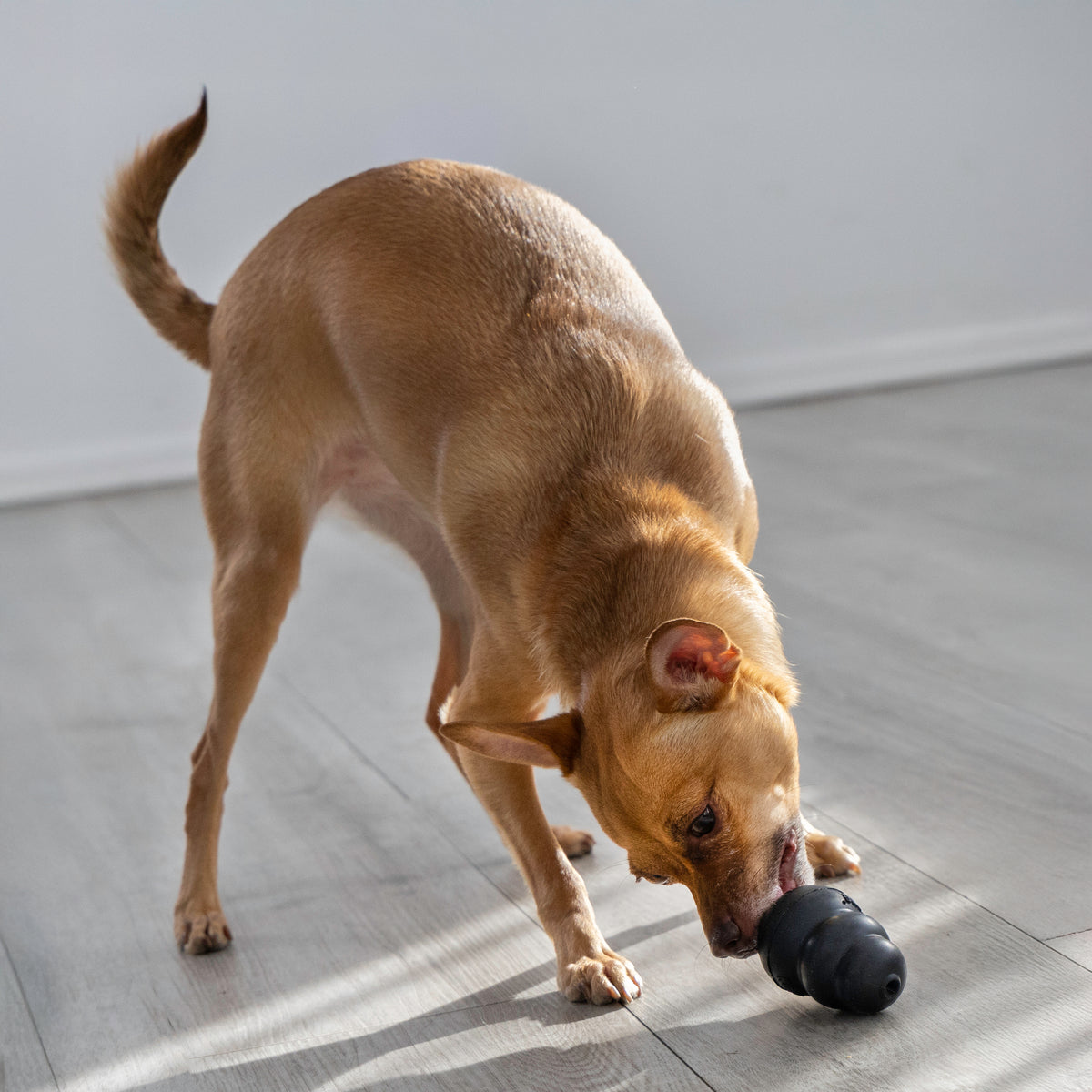 Coming soon - KONG Extreme – Hundespielzeug für starke Kauer