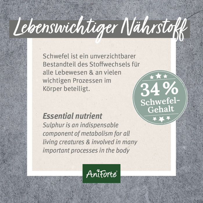 AniForte MSM Pulver zur Unterstützung der Gelenkkraft für Hunde & Katzen, 300g
