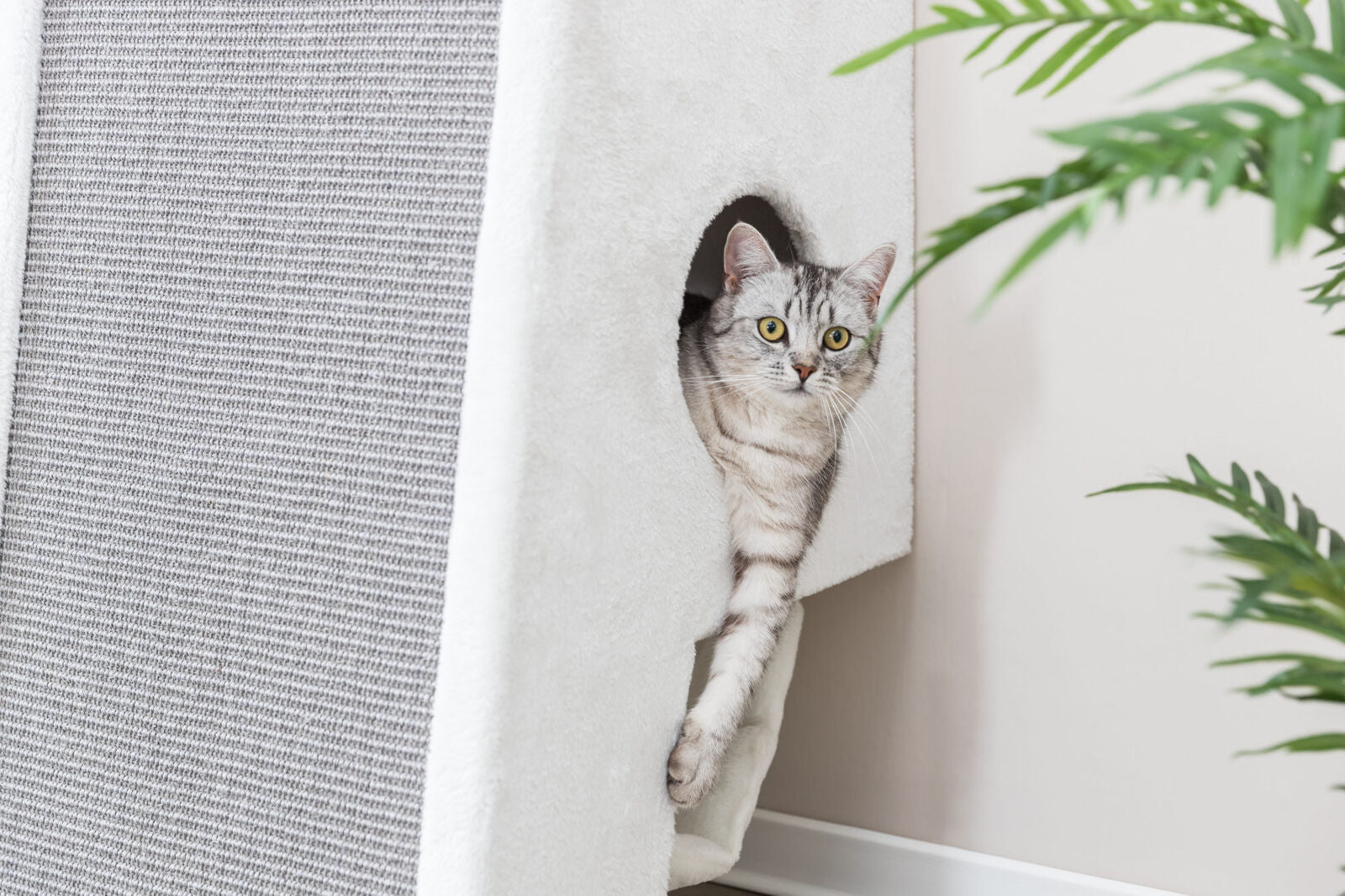 Trixie Kratzbaum zur Wandmontage Komfort für Ihre Katze