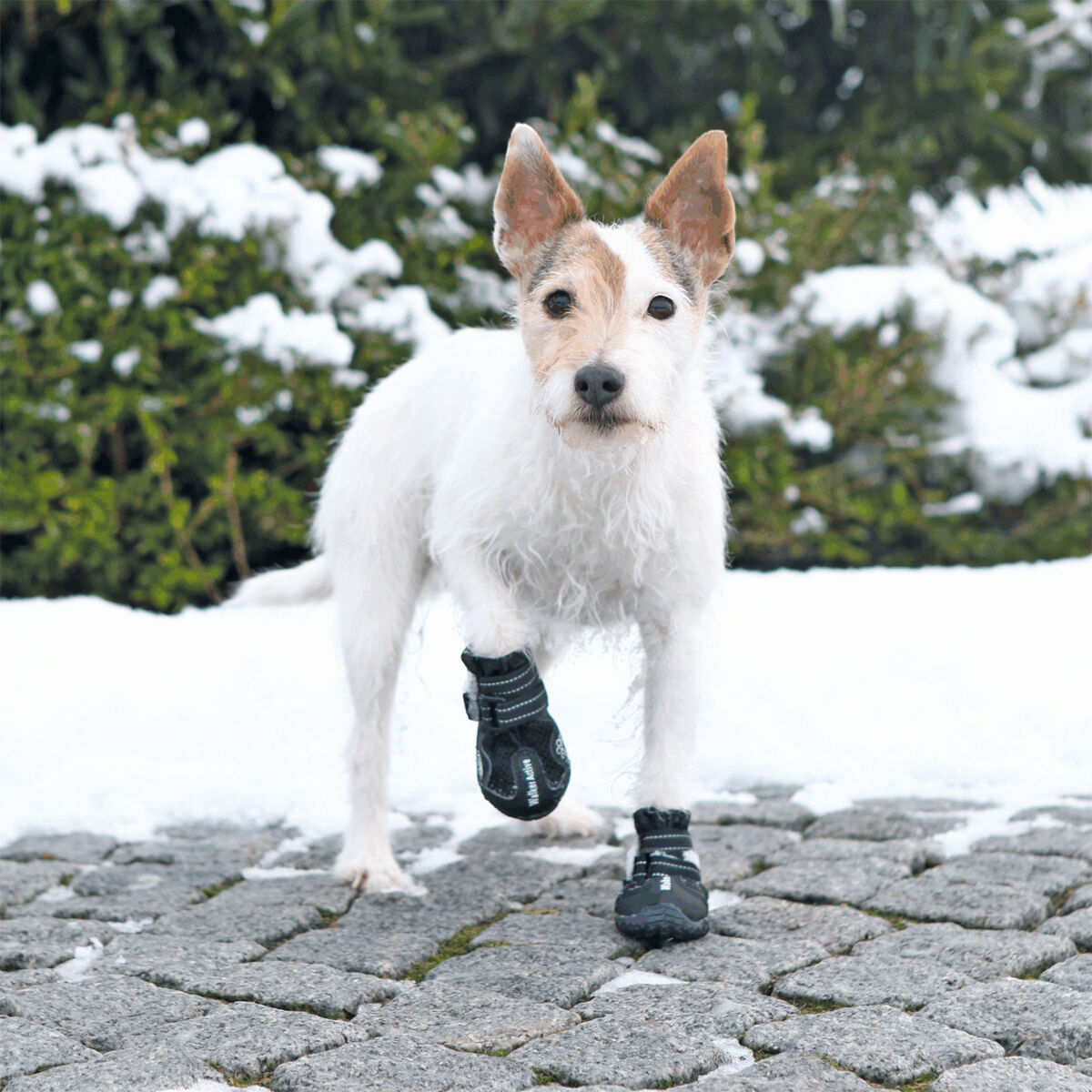 Trixie Walker Active Pfotenschutz – Schutz bei Hitze & Kälte