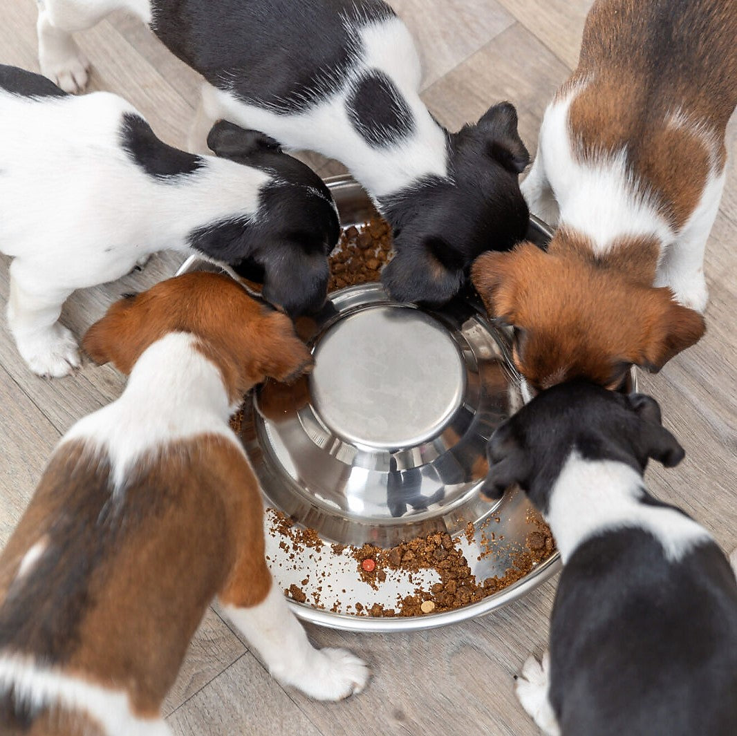 Welpennapf, Puppy Feeding Dish, Futternapf für Welpen und Kitten, Edelstahl spülmaschinengeeignet