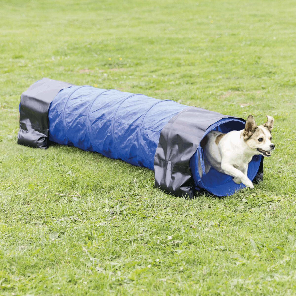 Agility Tunnel für kleine Hunde & Welpen – 2 m Trainingsspaß
