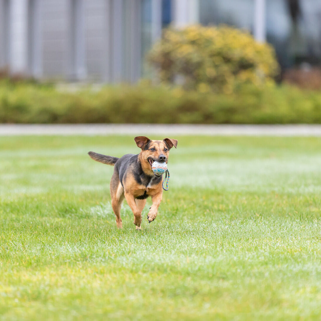 Trixie Ball mit Schnur Hundespielzeug Gummiball Wurfspielzeug Beißspielzeug Hund