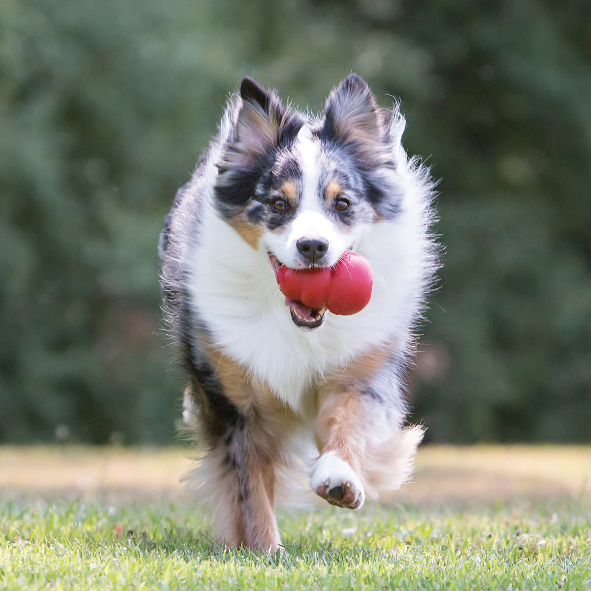 Coming soon - KONG Classic – Hundespielzeug aus Naturkautschuk