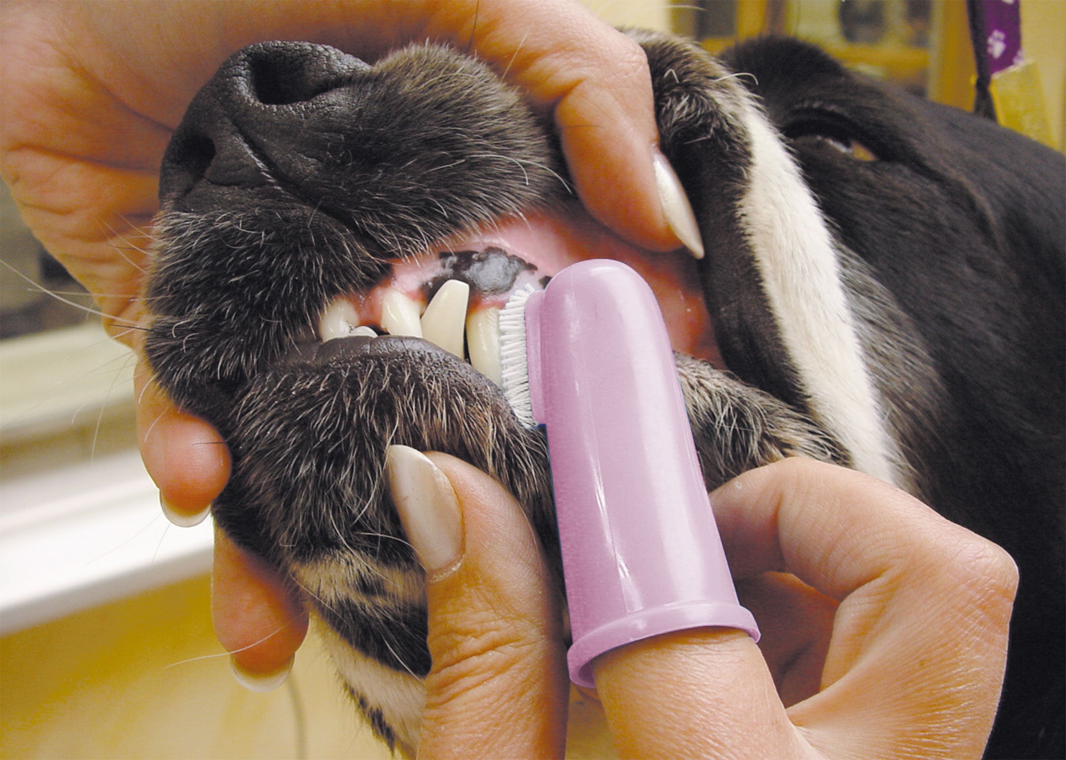 Show Tech Oral Hygiene Kit aus Zahnbürste und Massagebürste Hundepflege Katzenpflege, 1 Set
