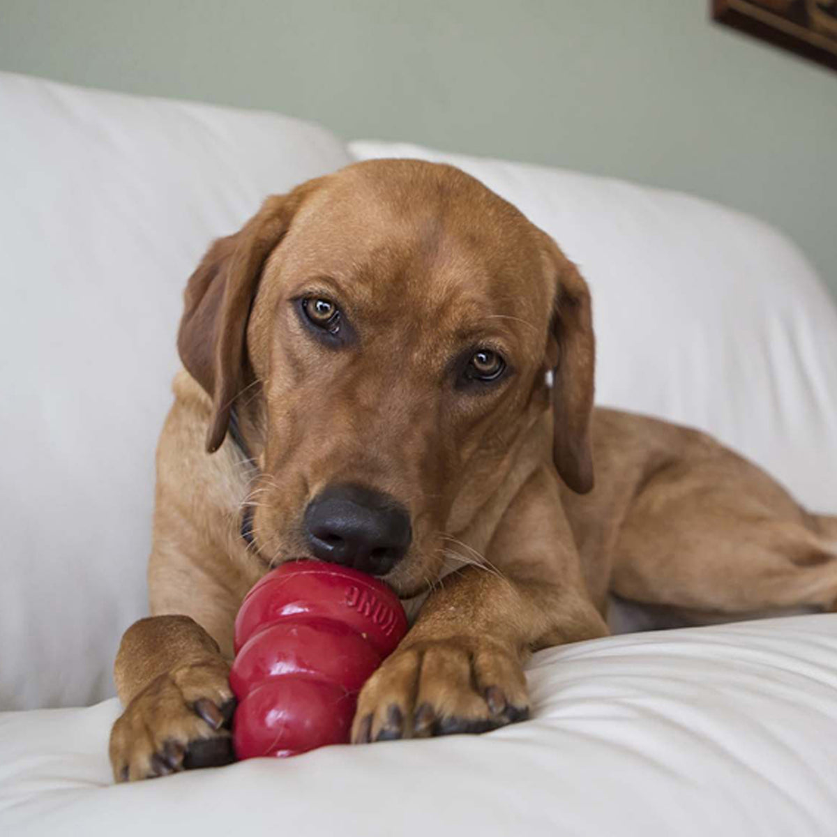 Coming Soon - KONG Easy Treat – für KONG Hundespielzeug