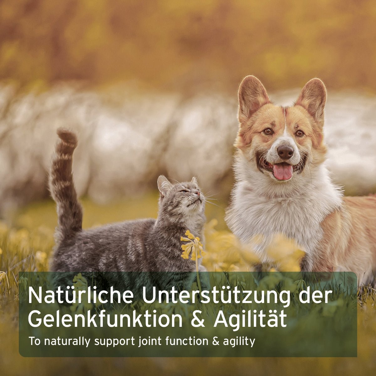 Aniforte Afrikanische Teufelskralle Gelenk- und Sehnenschutz