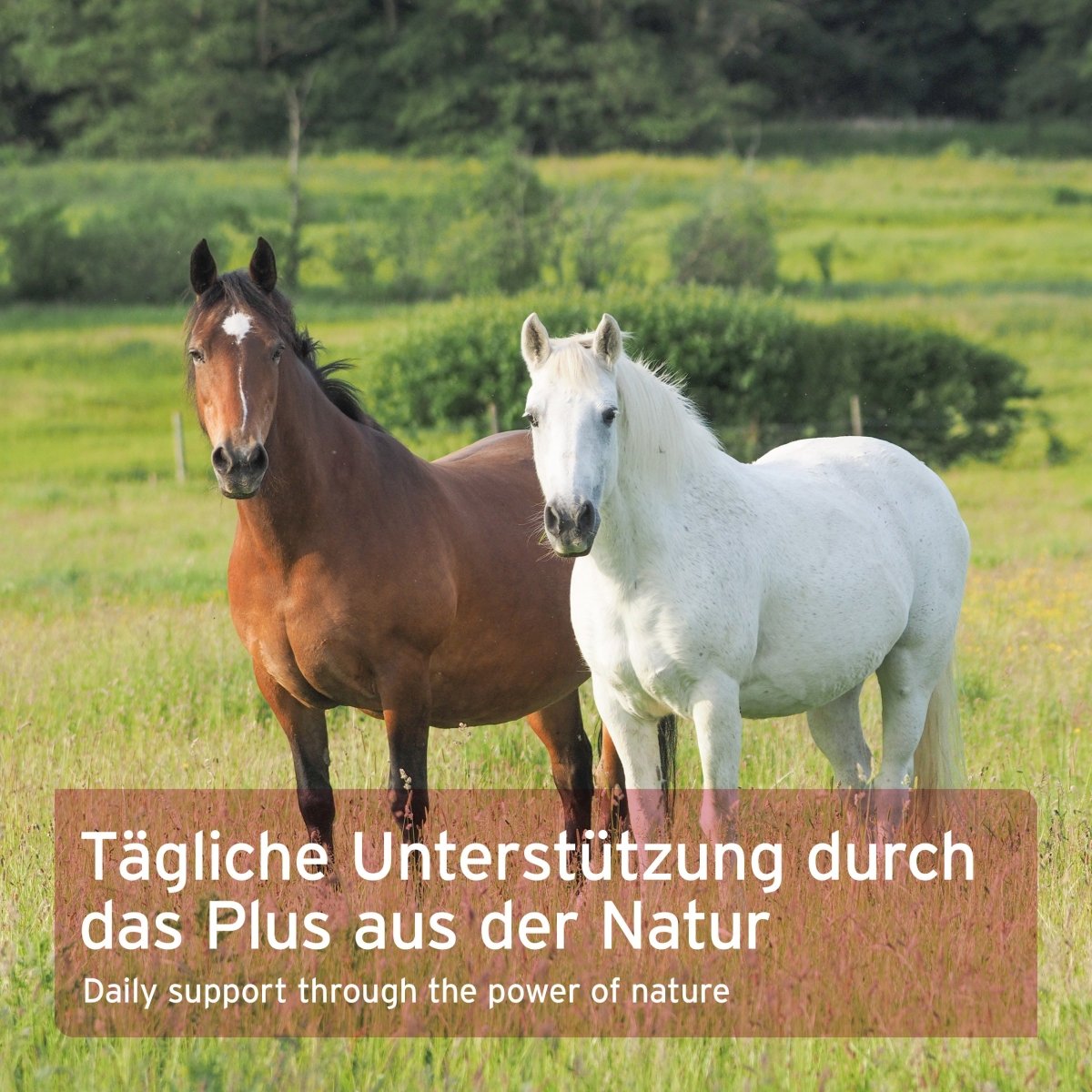 Aniforte Ägyptische Schwarzkümmelsamen Immunsystem & Darmflora