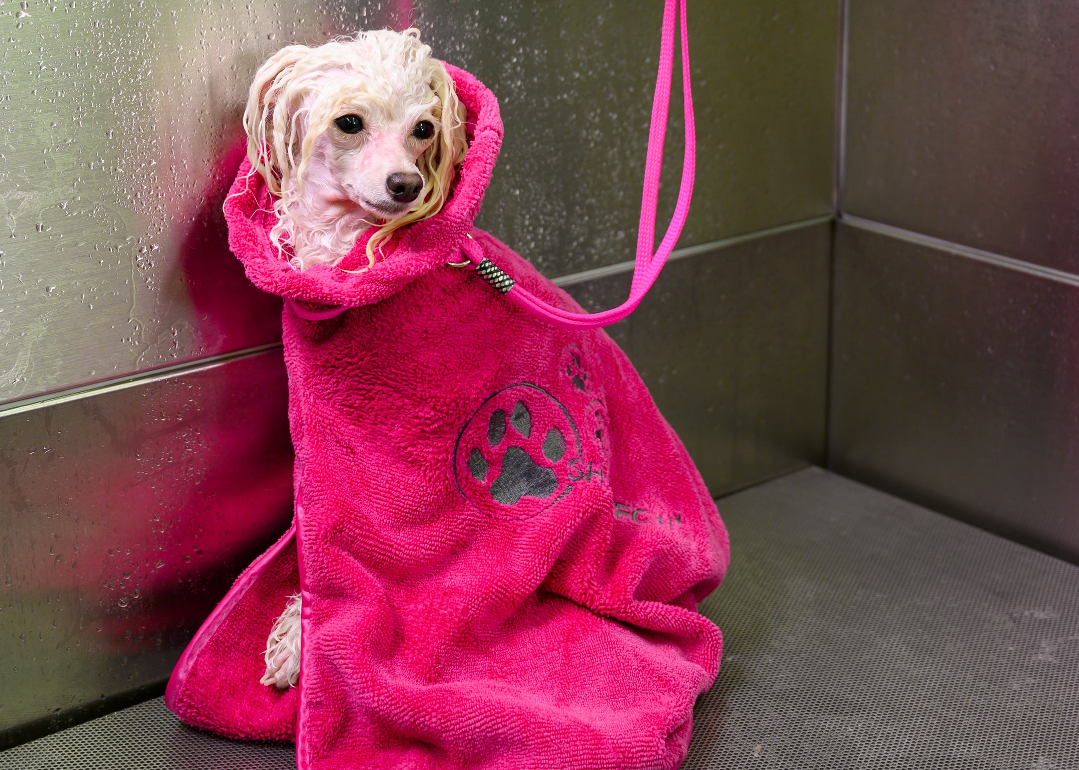 Show Tech+ Dry Dude Bathrobe, Haustierbademantel, Hundebademantel aus hochwertiger Mikrofaser