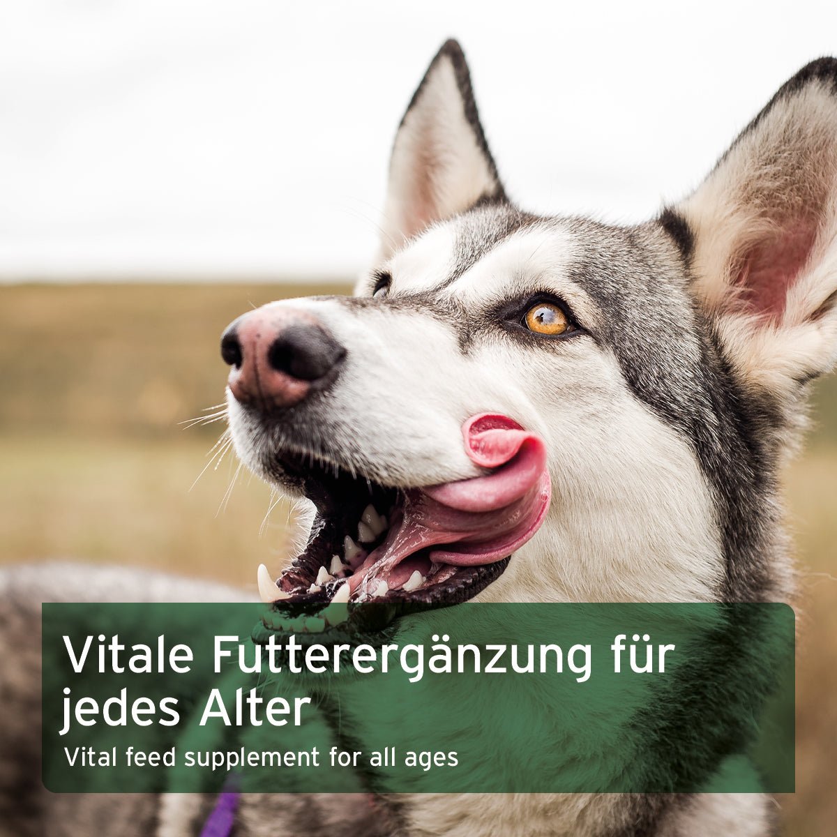 Aniforte BARF Gemüse-Kräuter Vielfalt – Natürliche Ergänzung für Hunde
