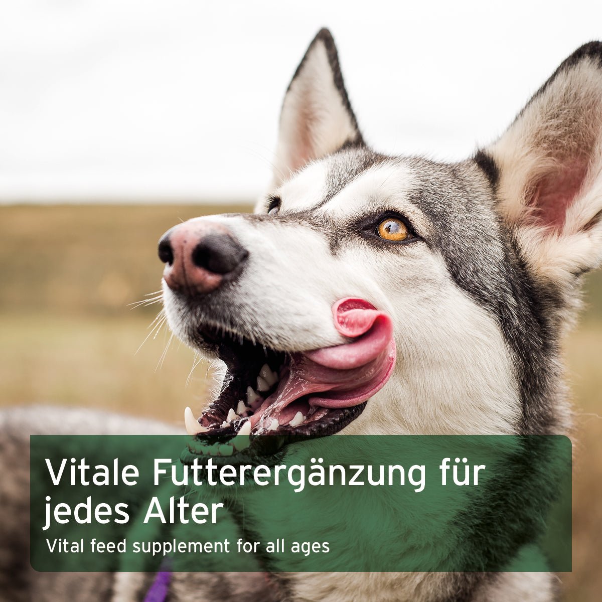 Aniforte BARF-Line Reisflocken Glutenfreie Ergänzung & Nährstoffboost