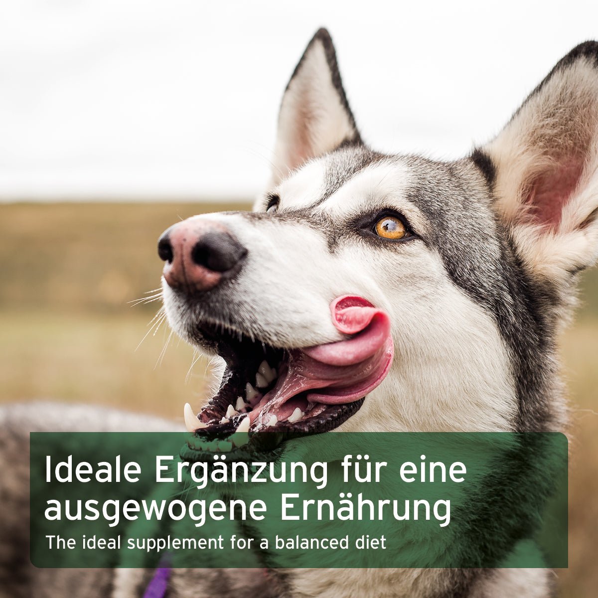 Aniforte BARF-Line Seealgenmehl Mundgesundheit, Fell & Verdauung für Hunde