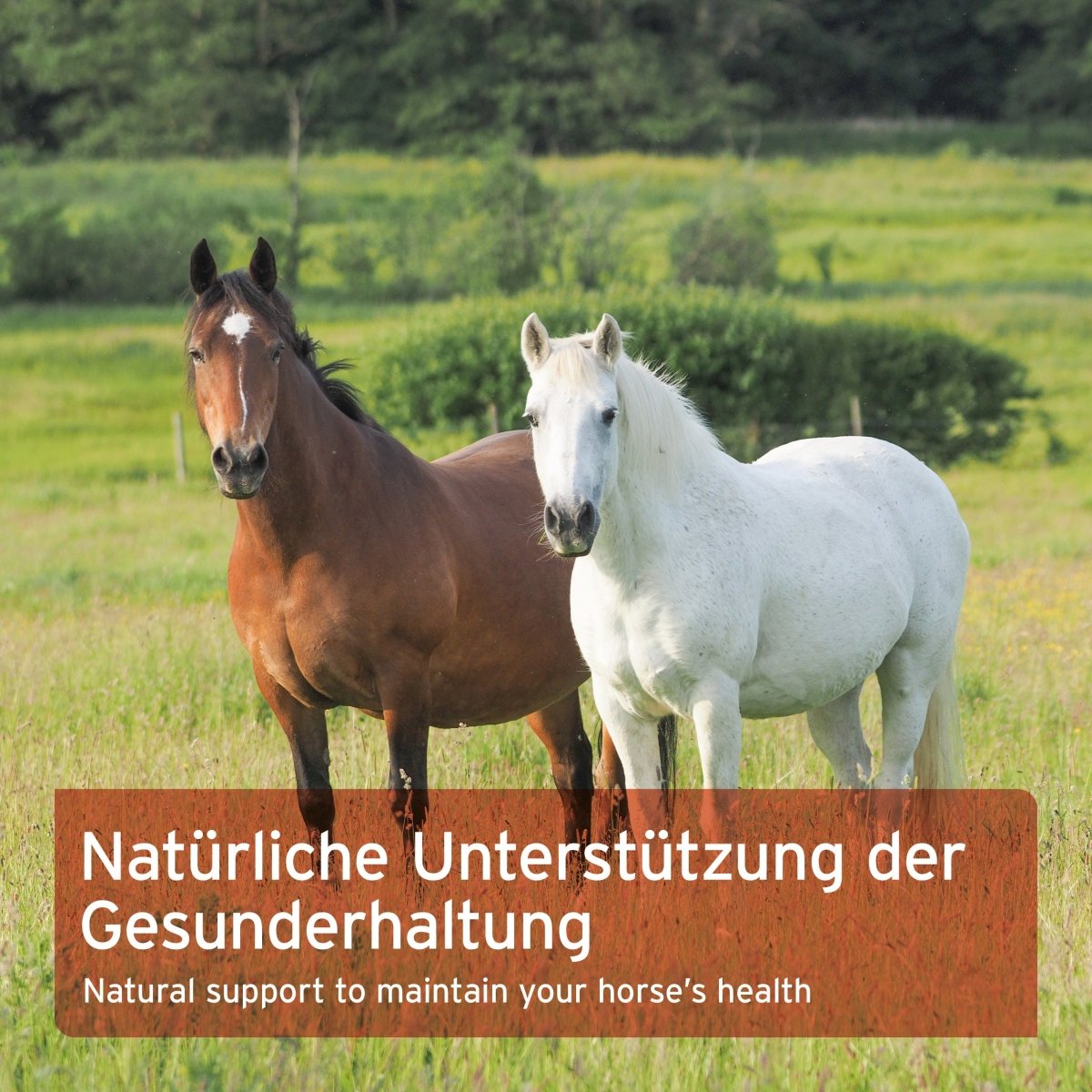 Aniforte Bio Hagebutten Gelenk- & Immunsystemschutz für Pferde & Ponys