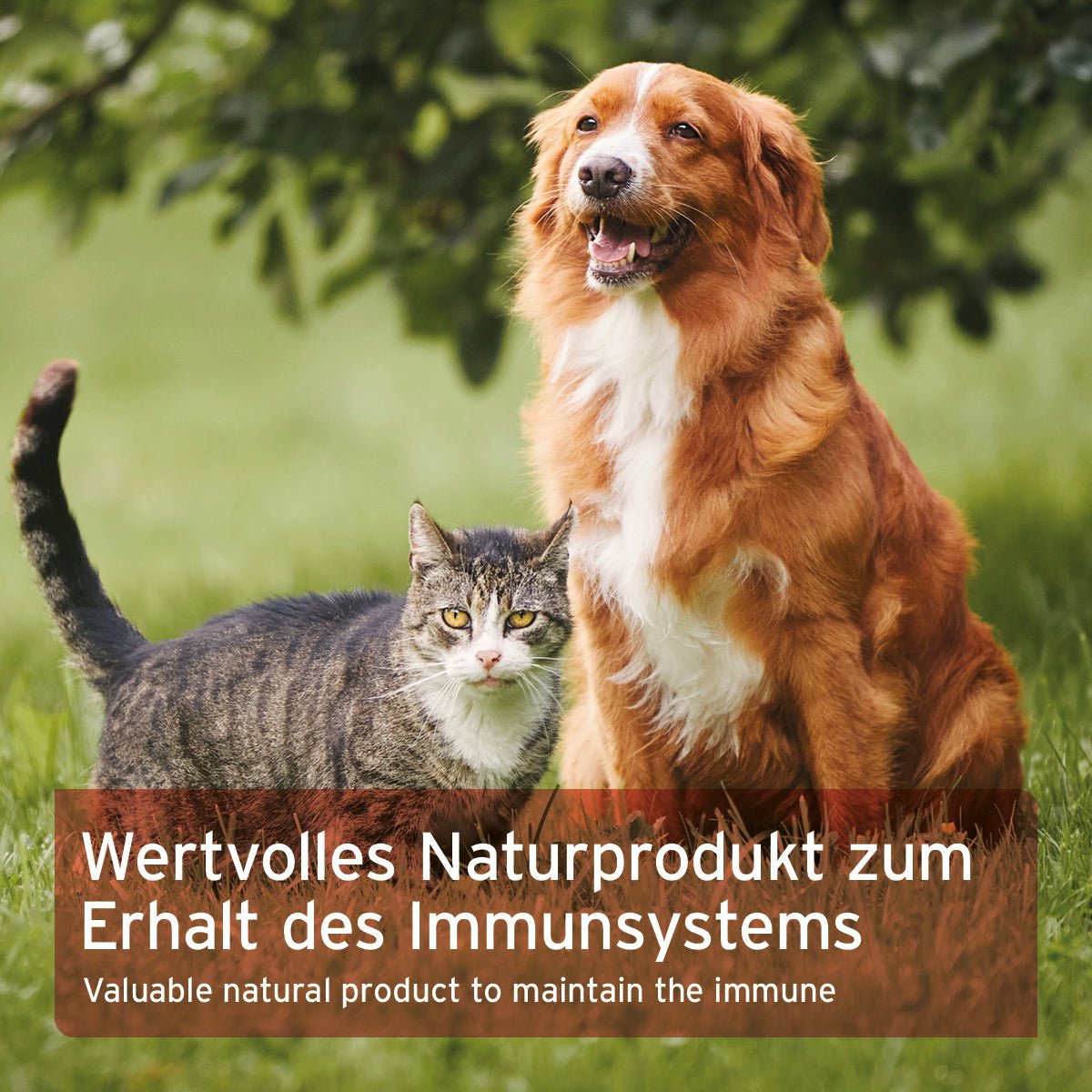 AniForte Bio Spirulina Pulver Immunsystem & Stoffwechsel für Hunde & Katzen 250gr