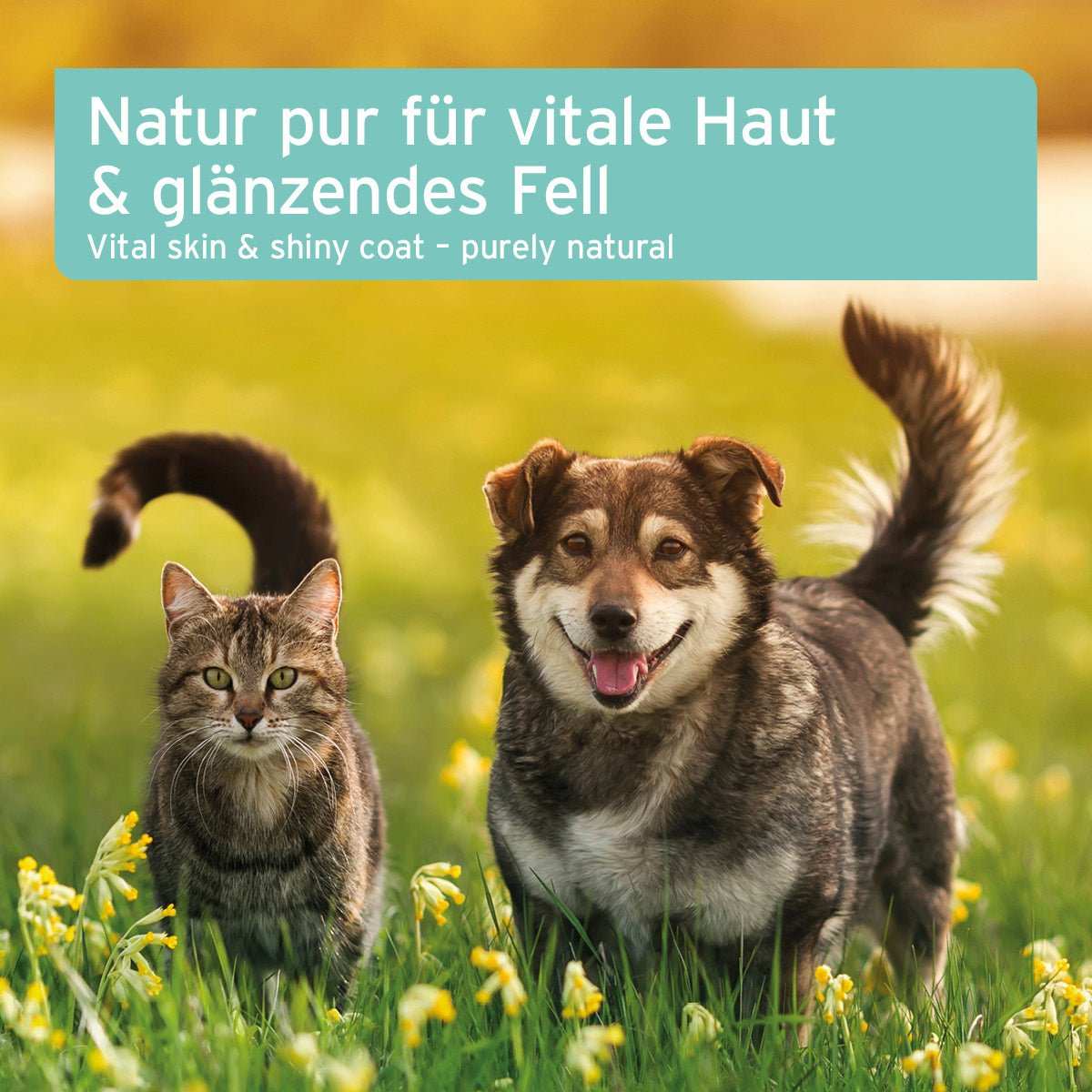AniForte Fellharmonie Futteröl – Ansicht 5