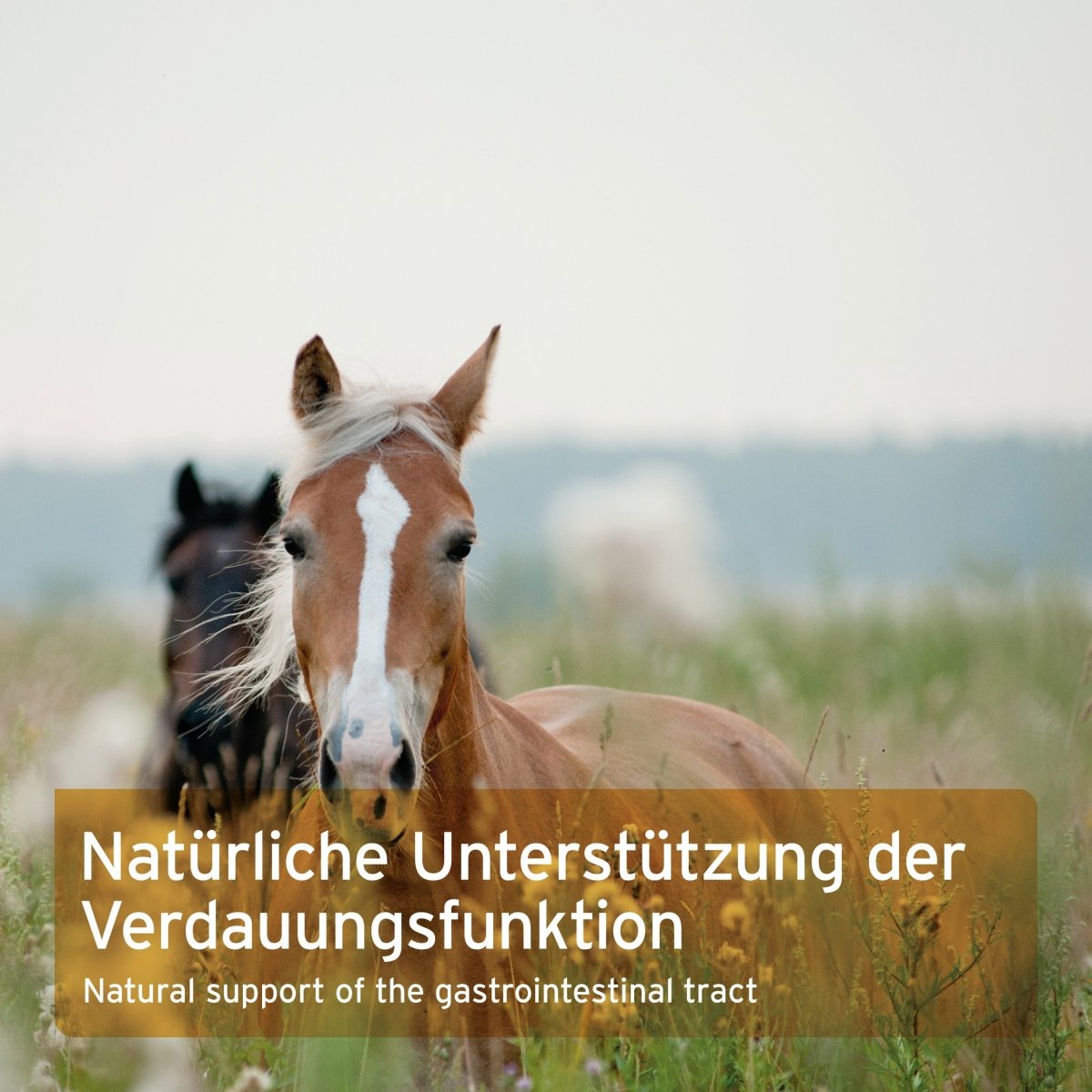 Aniforte Flohsamenschalen Unterstützung Verdauung & Darm für Pferde