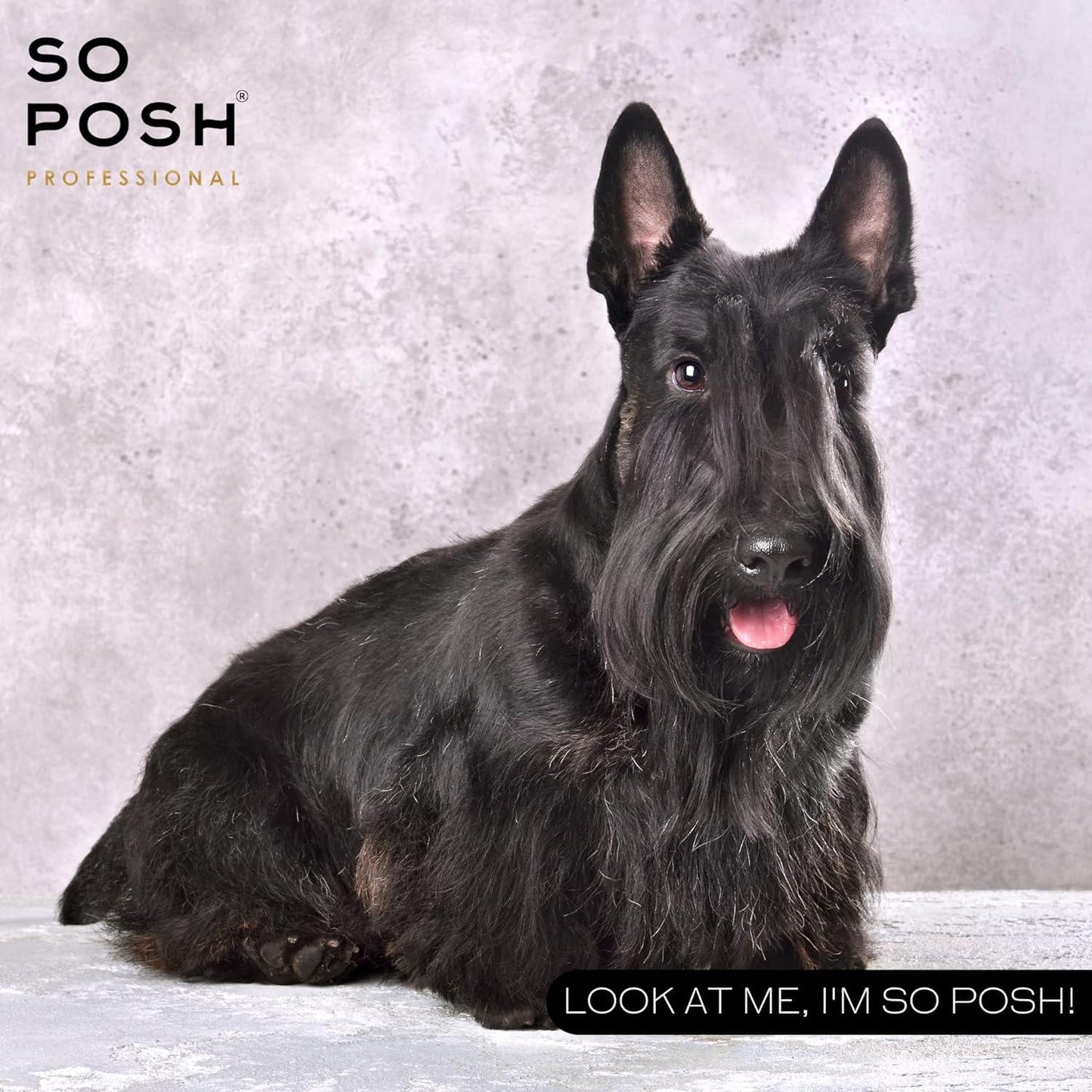So Posh I'm So Harsh Shampoo Texturierendes Shampoo für kräftiges Hundefell
