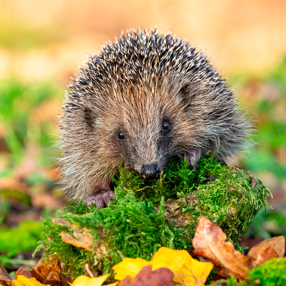 Beaphar Igelfutter für jedes Alter, 1kg