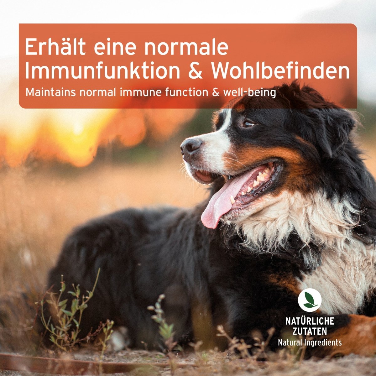 AniForte Immun-Boost Snack - stärkt die normale Immunfunktion von Hunden jeden Alters