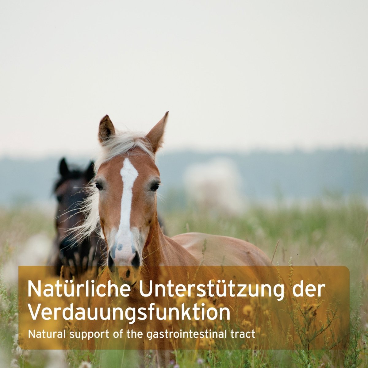 Aniforte Indische Flohsamen Verdauung & Darmflora für Pferde