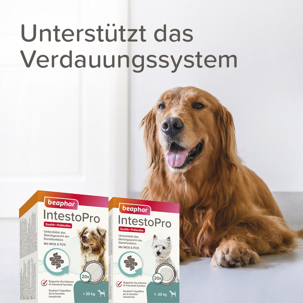 Beaphar IntestoPro Tabs - Nachfolger von RETO - für kleine und große Hunde, 20 Stück