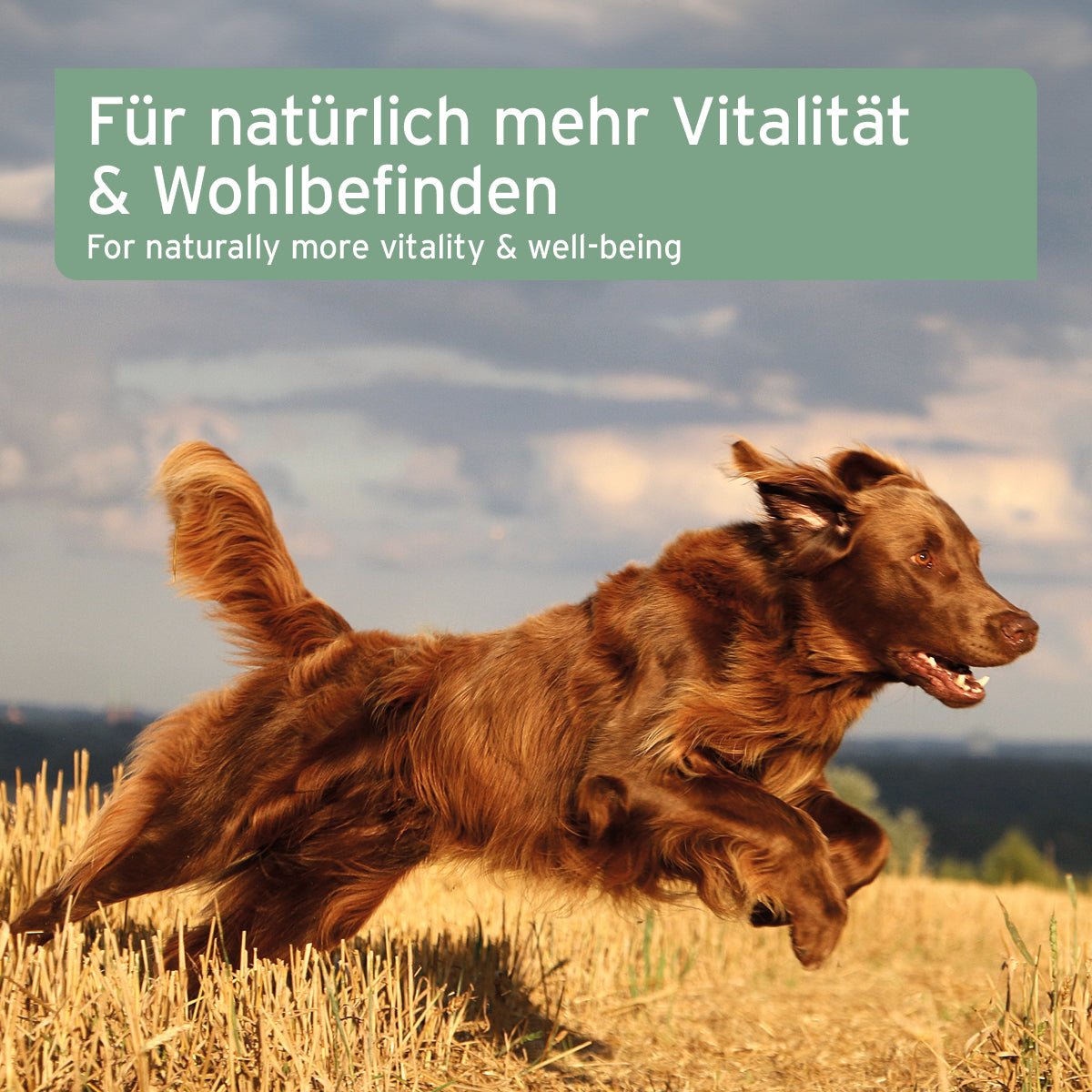 AniForte® Lachsöl unterstützt die Haut & glänzendes Fell für Hund, Katze und Pferd